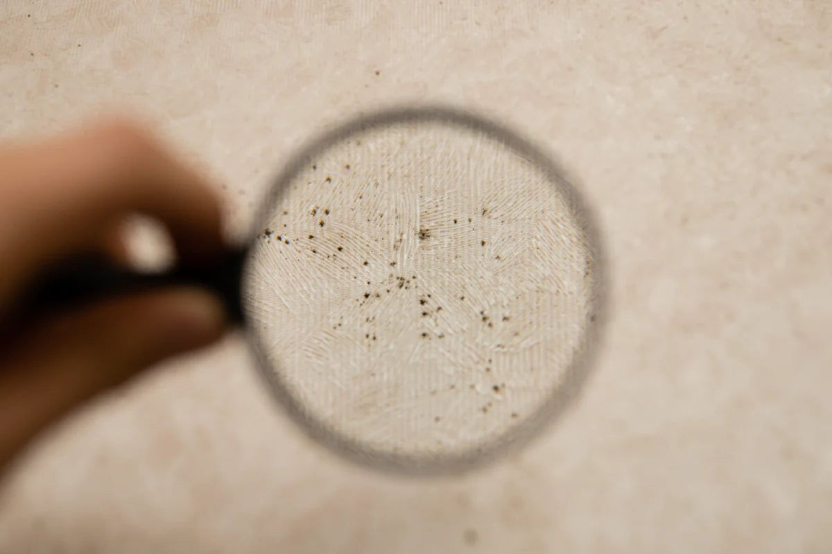 Mögeltvätt av textil och känsliga ytor